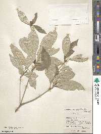 Croton cascarilloides image