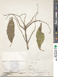 Image of Croton caudatus