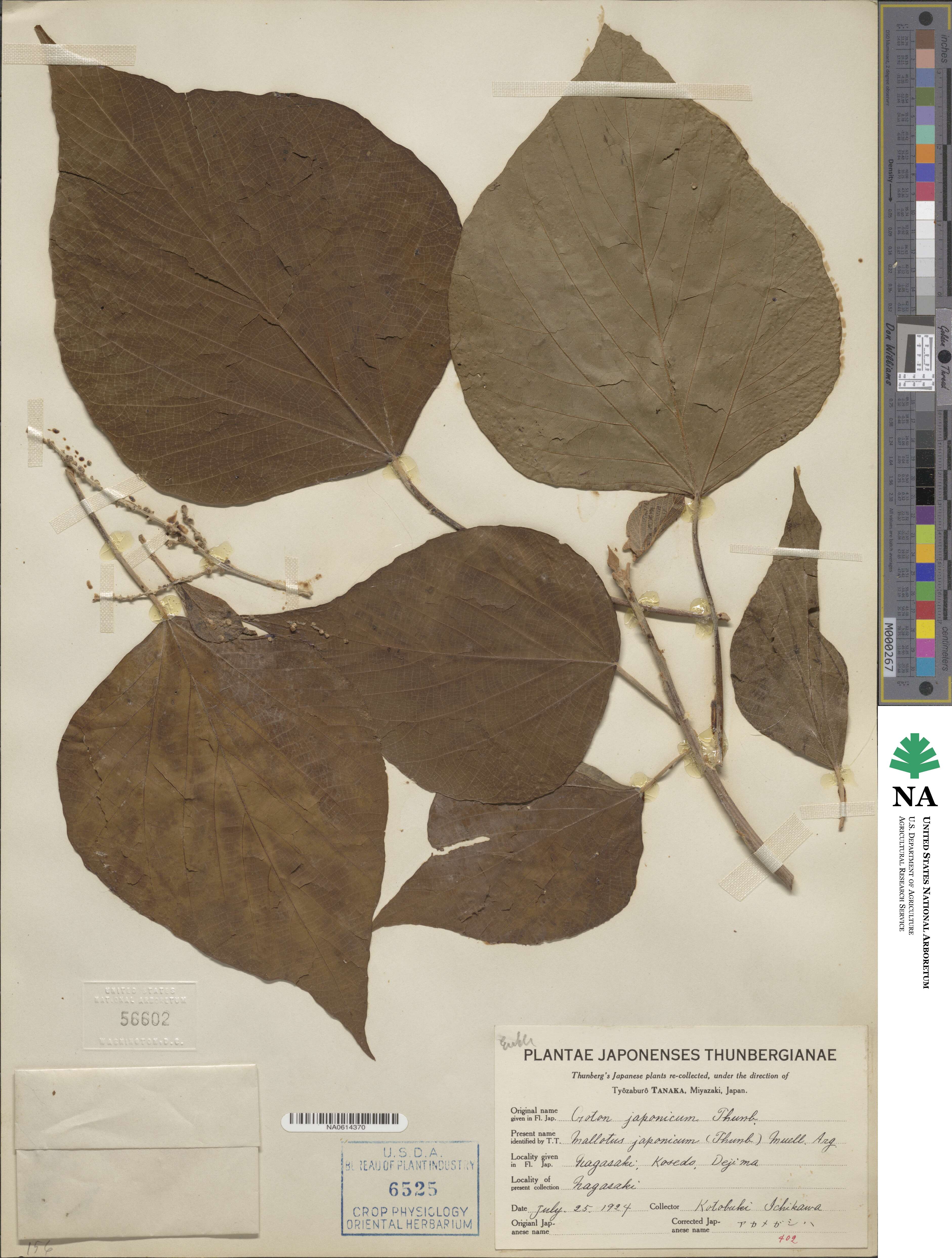 Croton japonicum image