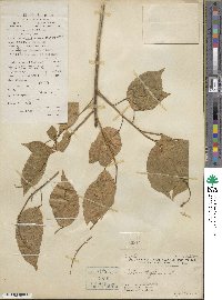 Croton tiglium image