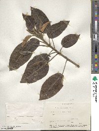 Croton megalocarpus image