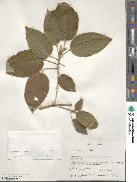 Croton megalocarpus image