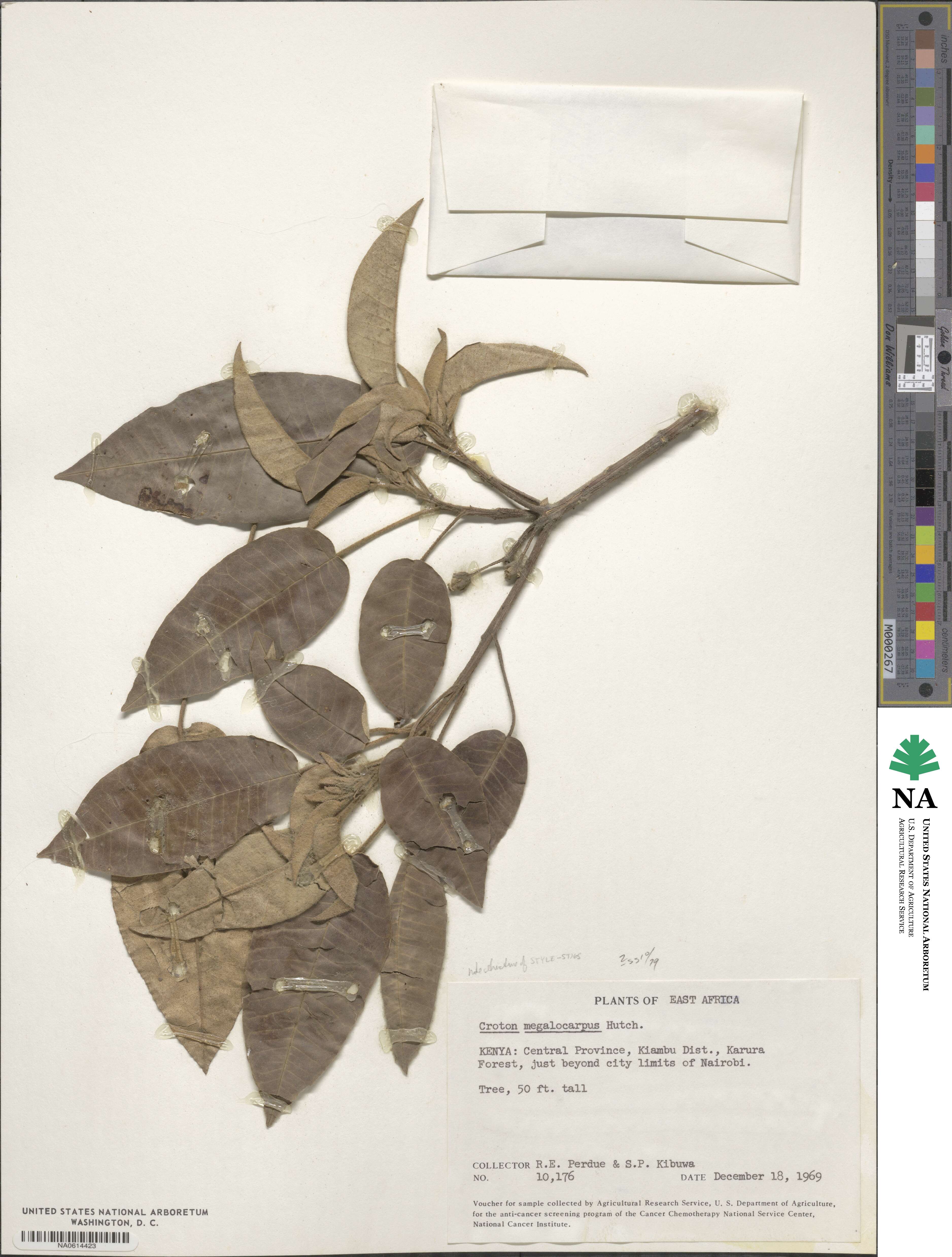 Croton megalocarpus image