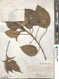 Croton megalocarpus image