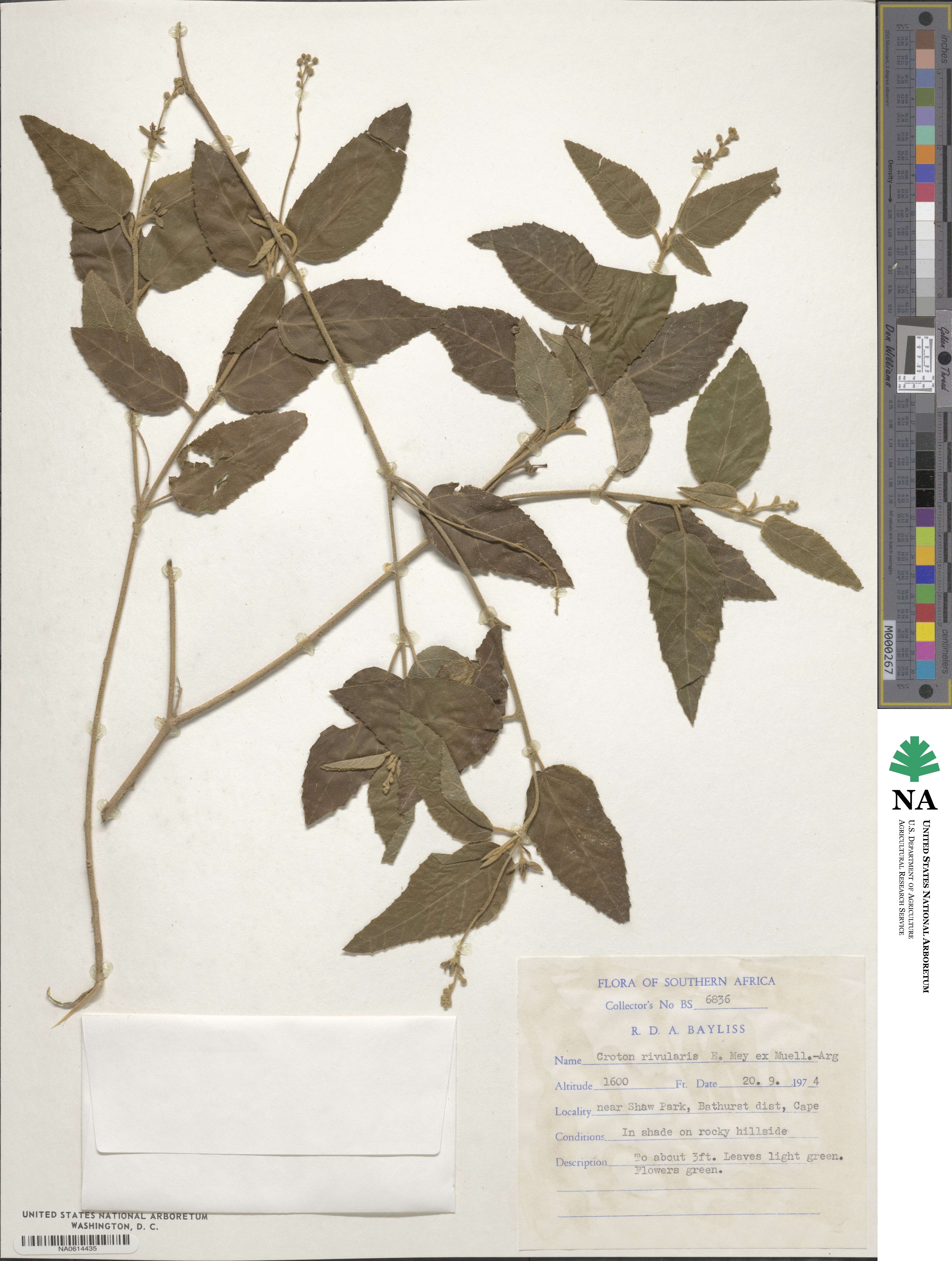 Croton rivularis image