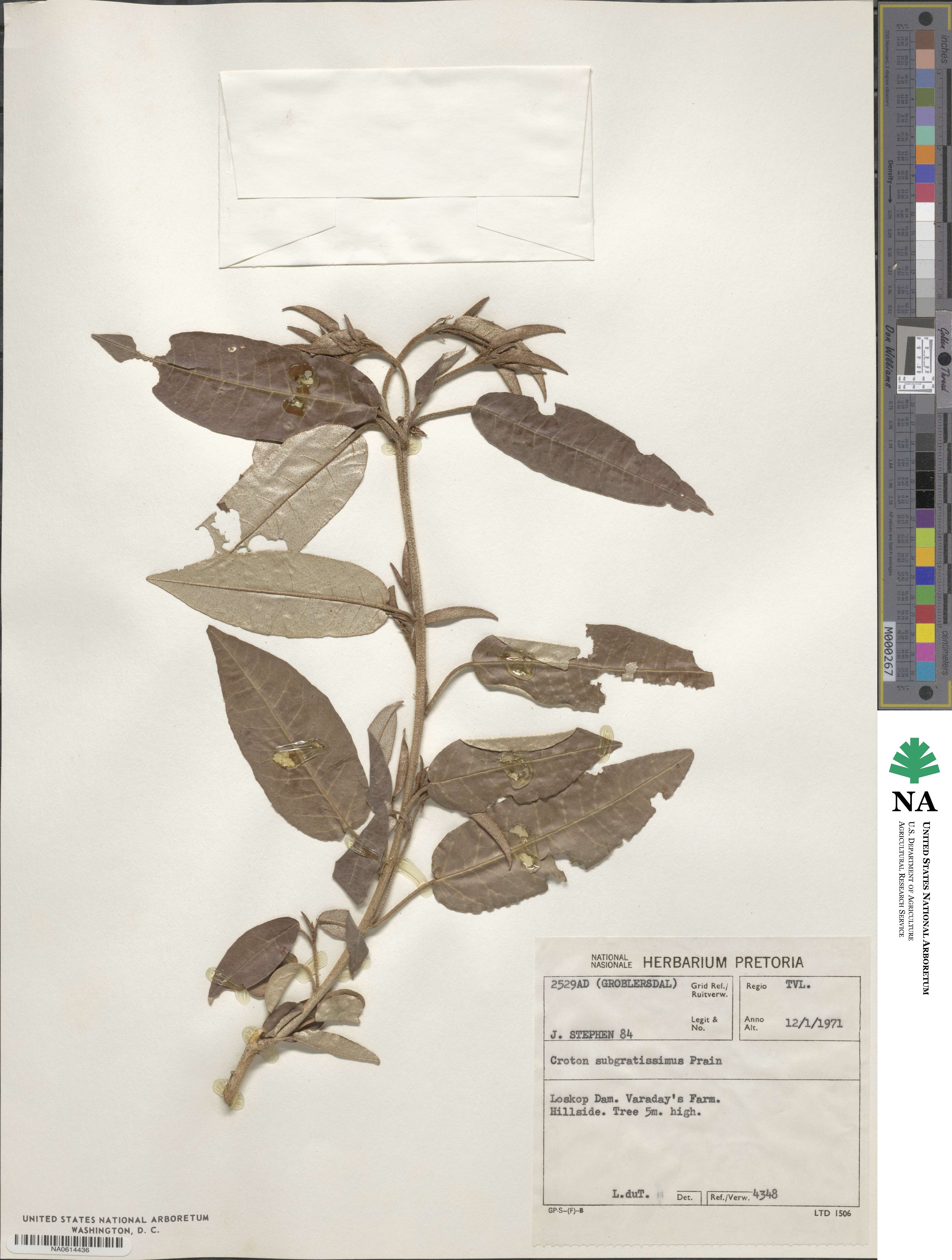 Croton gratissimus var. subgratissimus image