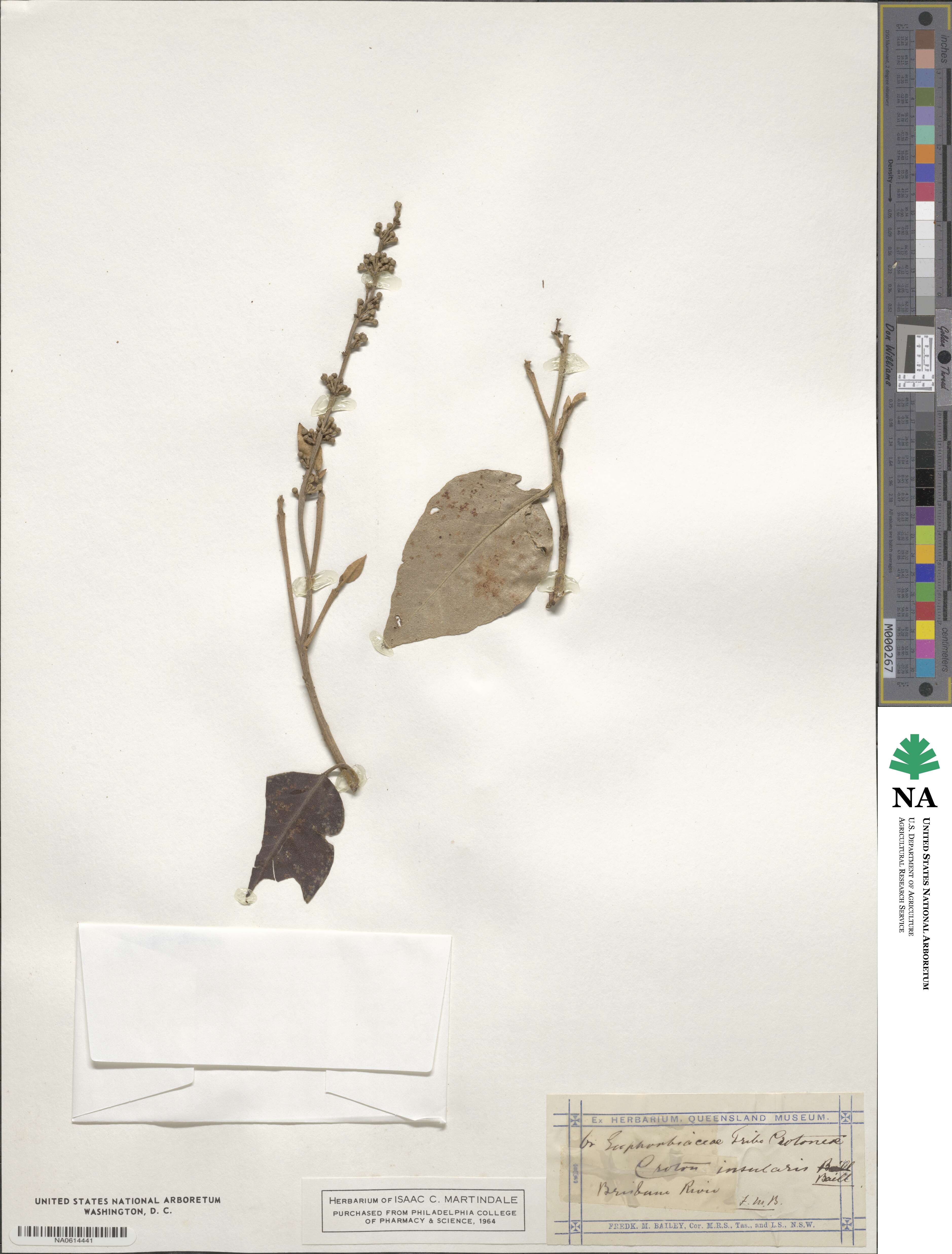 Croton insularis image