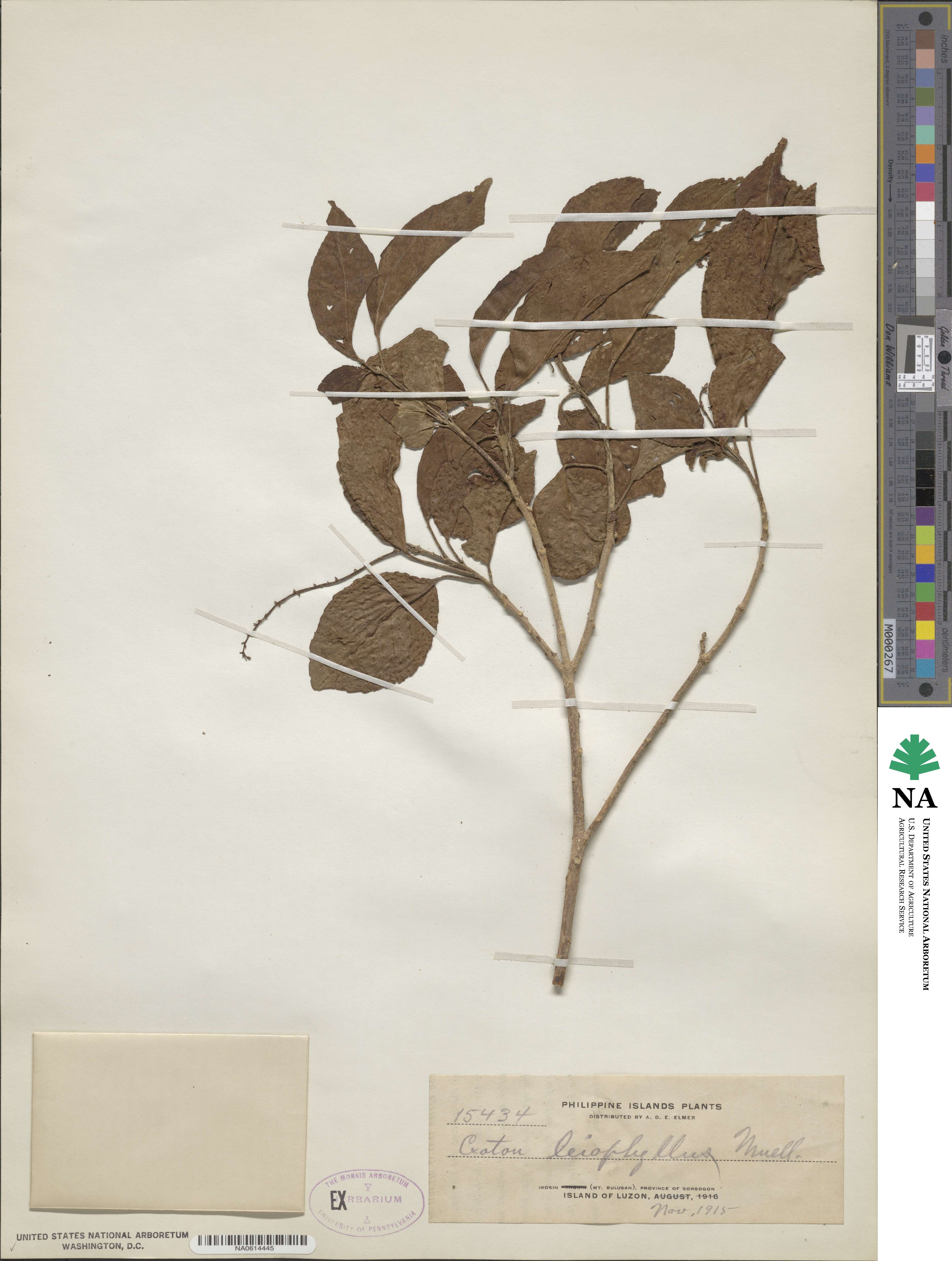 Croton leiophyllus image