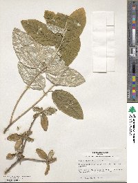 Croton alabamensis image