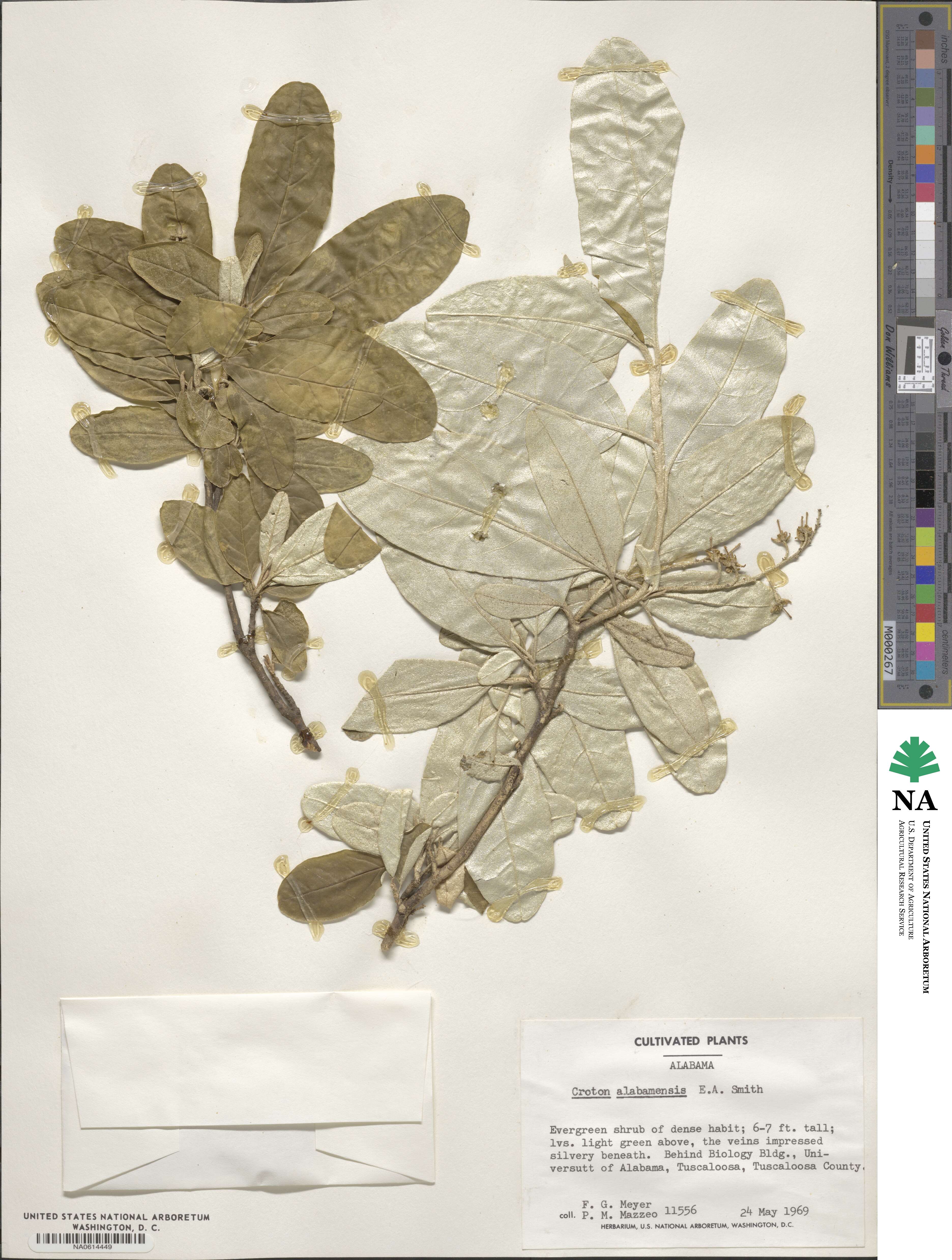 Croton alabamensis image