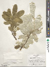 Croton alabamensis image