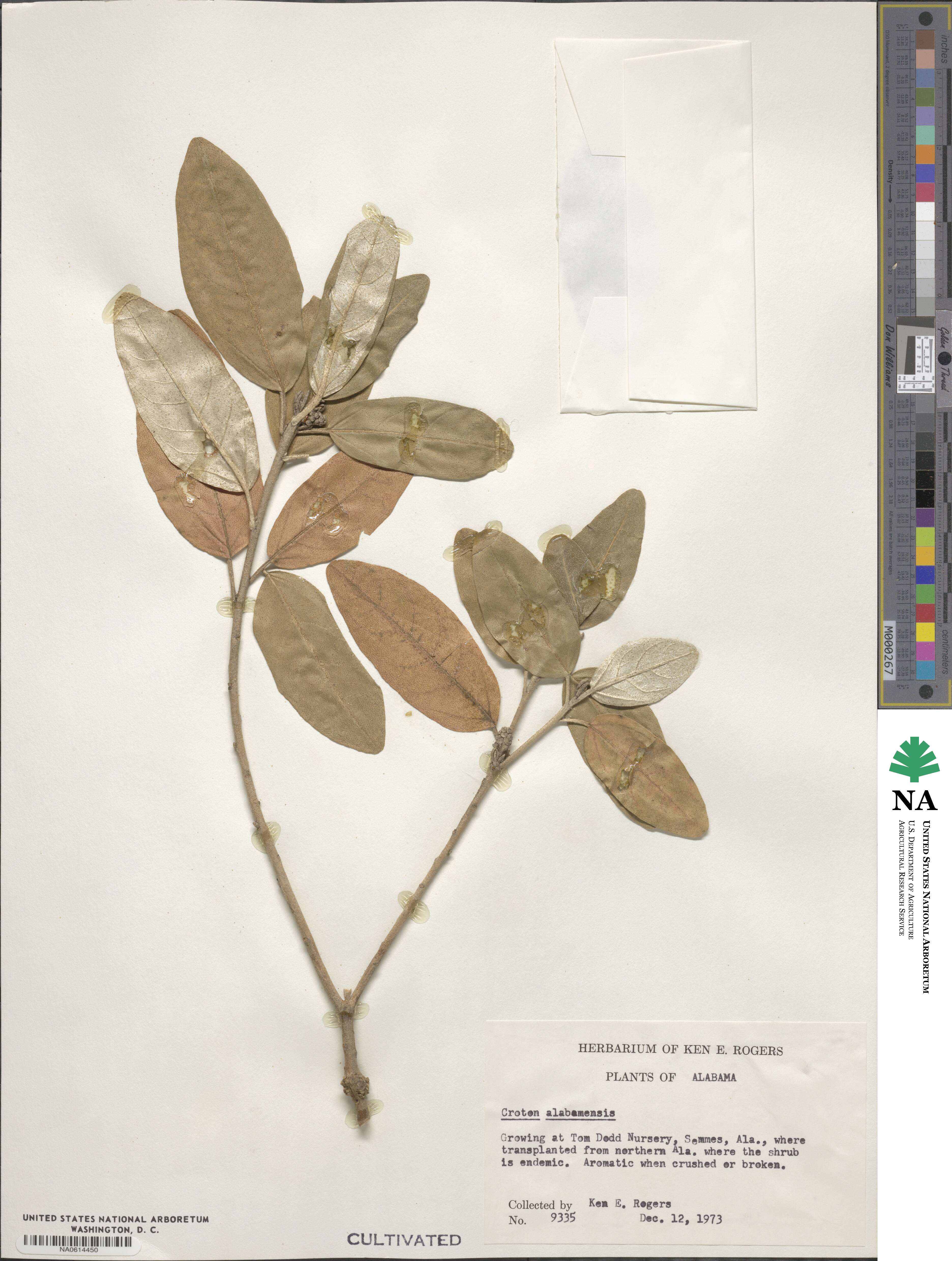 Croton alabamensis image