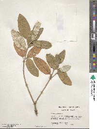 Croton alabamensis image