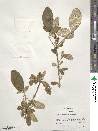 Croton alabamensis image