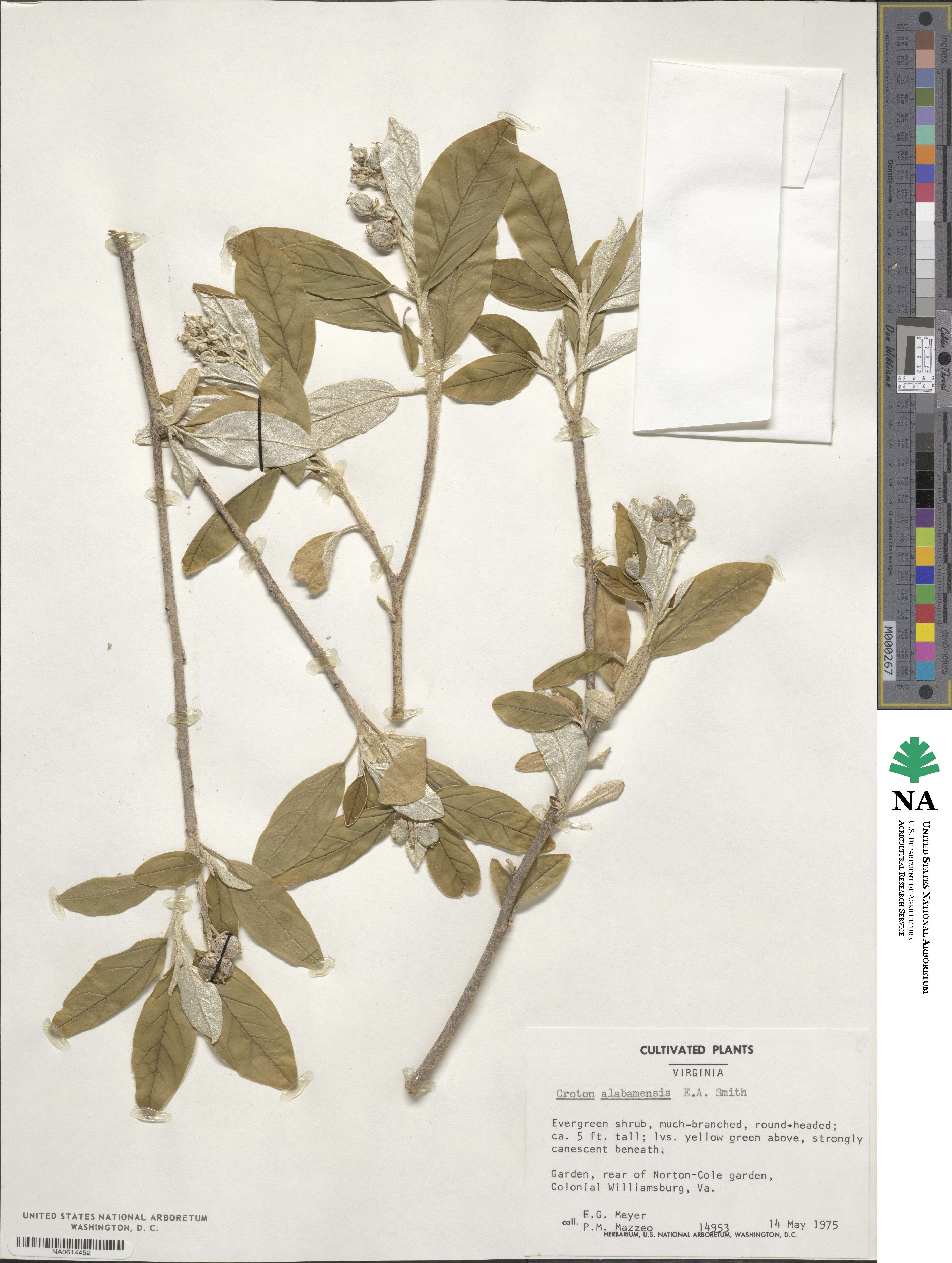 Croton alabamensis image