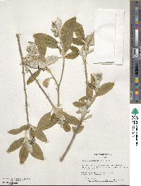 Croton alabamensis image