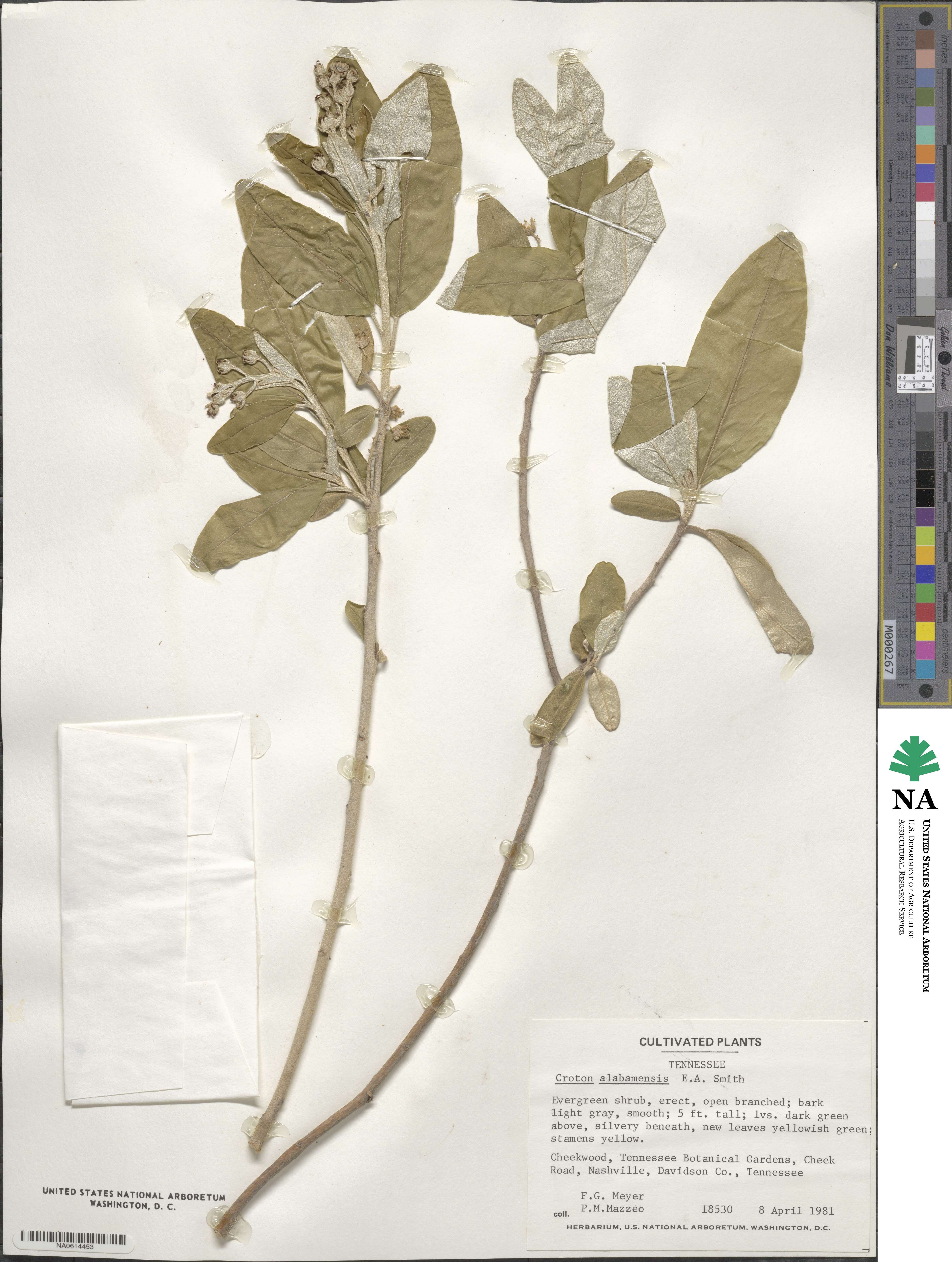 Croton alabamensis image