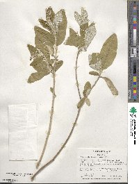 Croton alabamensis image