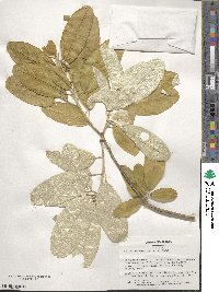 Croton alabamensis image