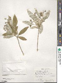 Croton alabamensis image