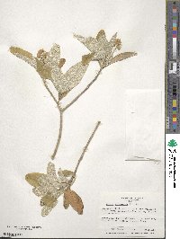 Croton alabamensis image