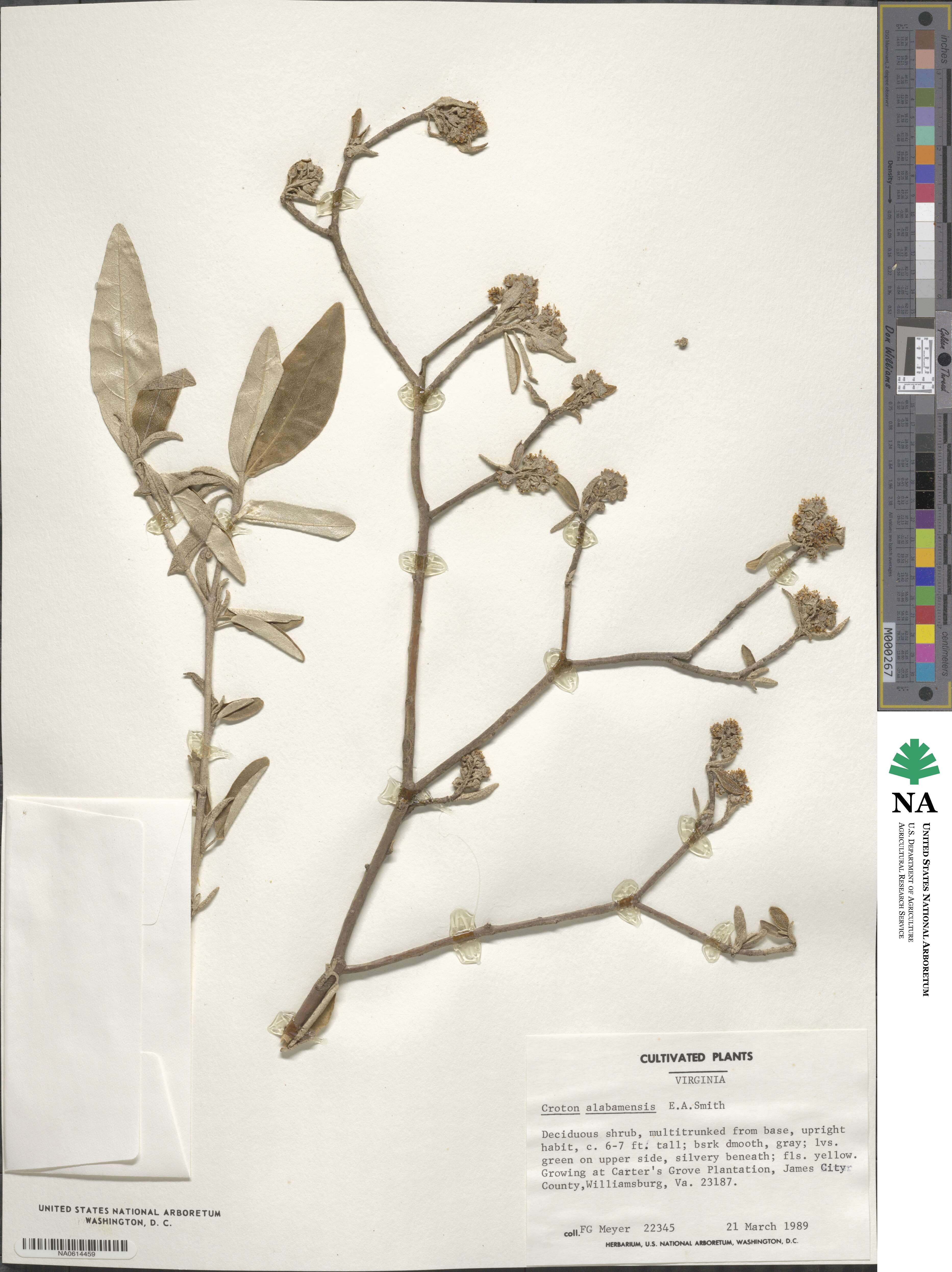 Croton alabamensis image