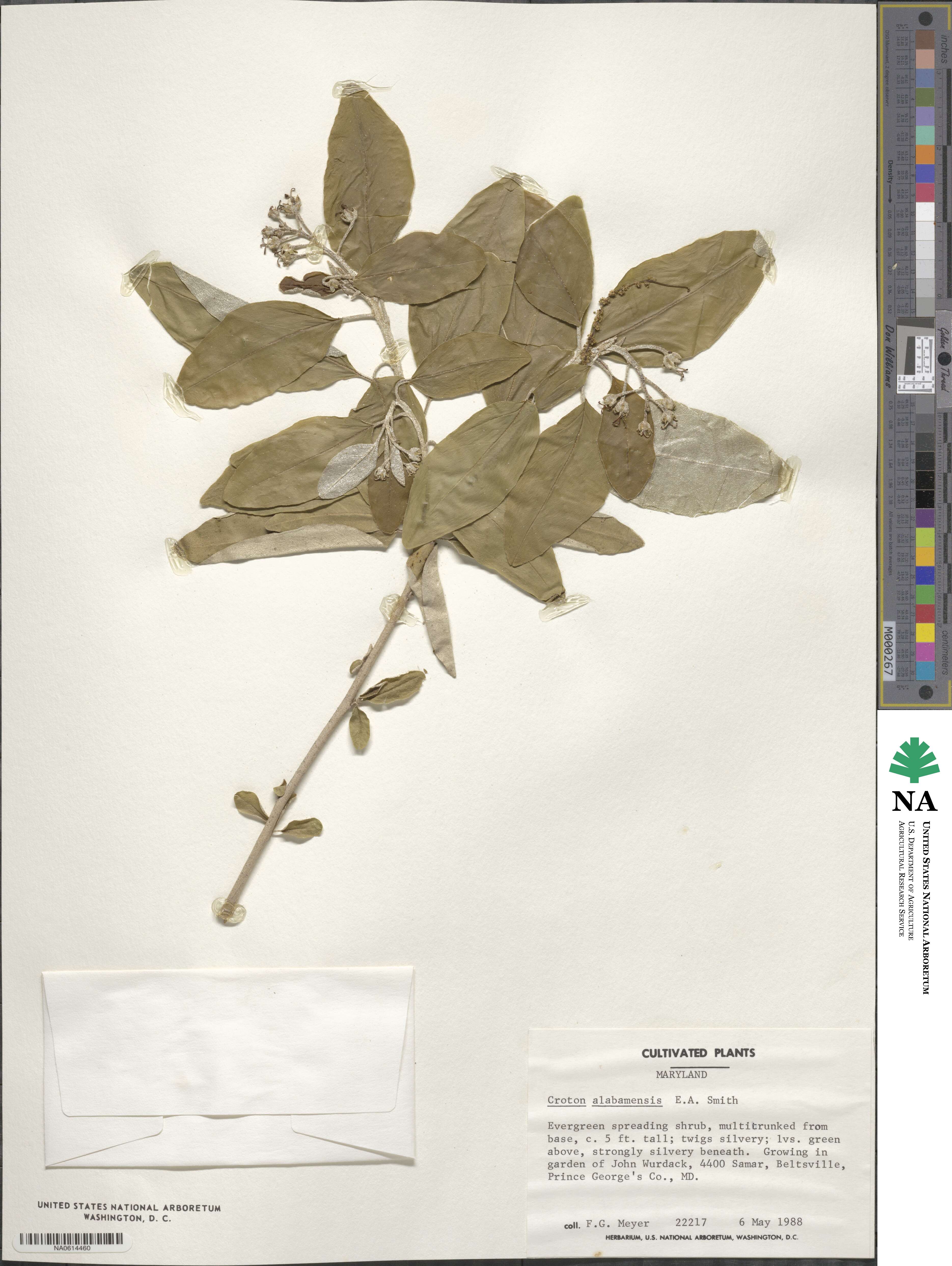 Croton alabamensis image