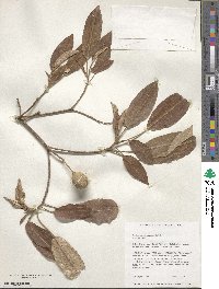 Croton megalocarpus image