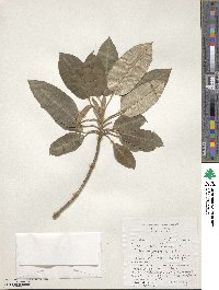 Croton megalocarpus image