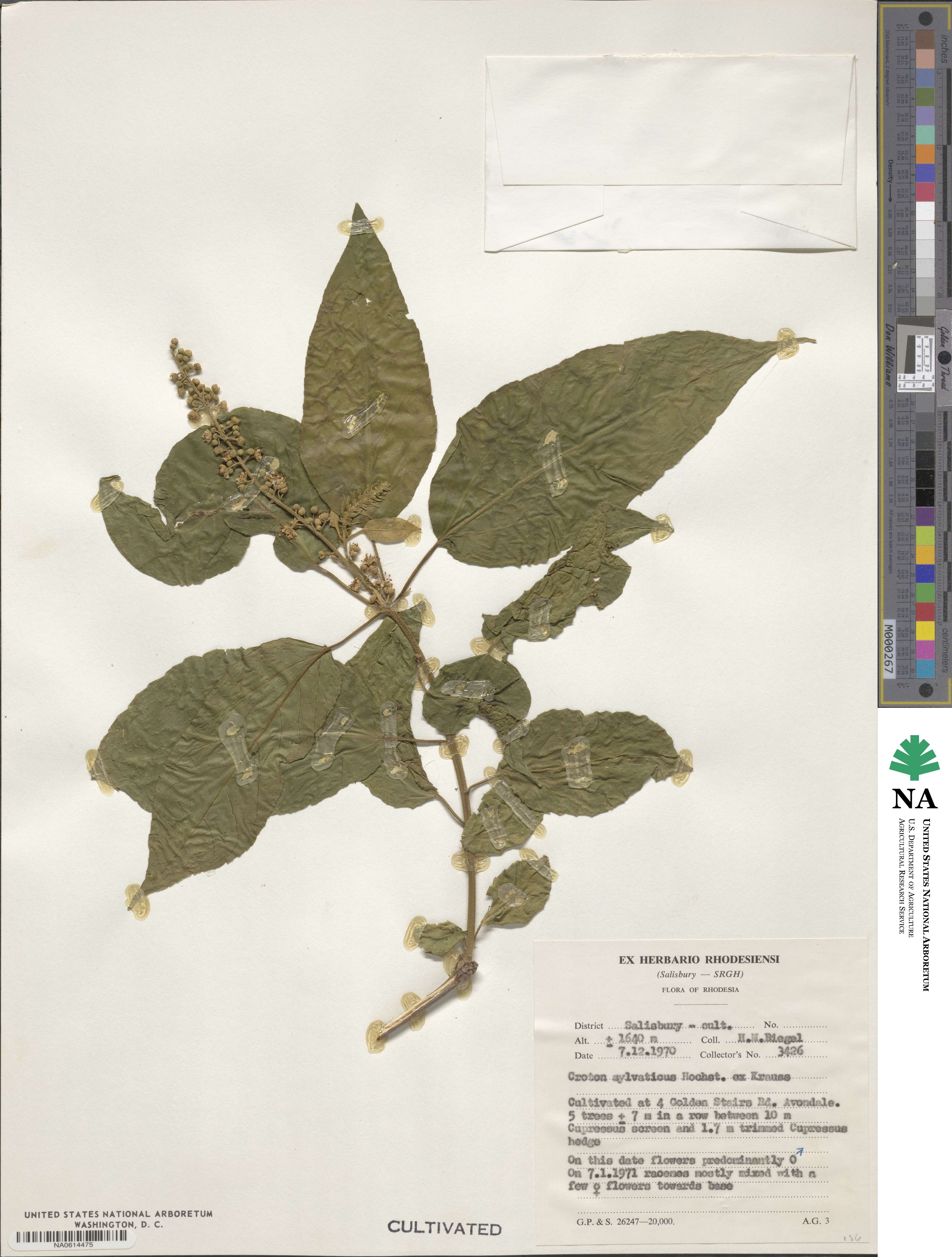 Croton sylvaticus image