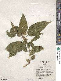 Croton sylvaticus image