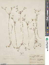 Croton michauxii var. ellipticus image