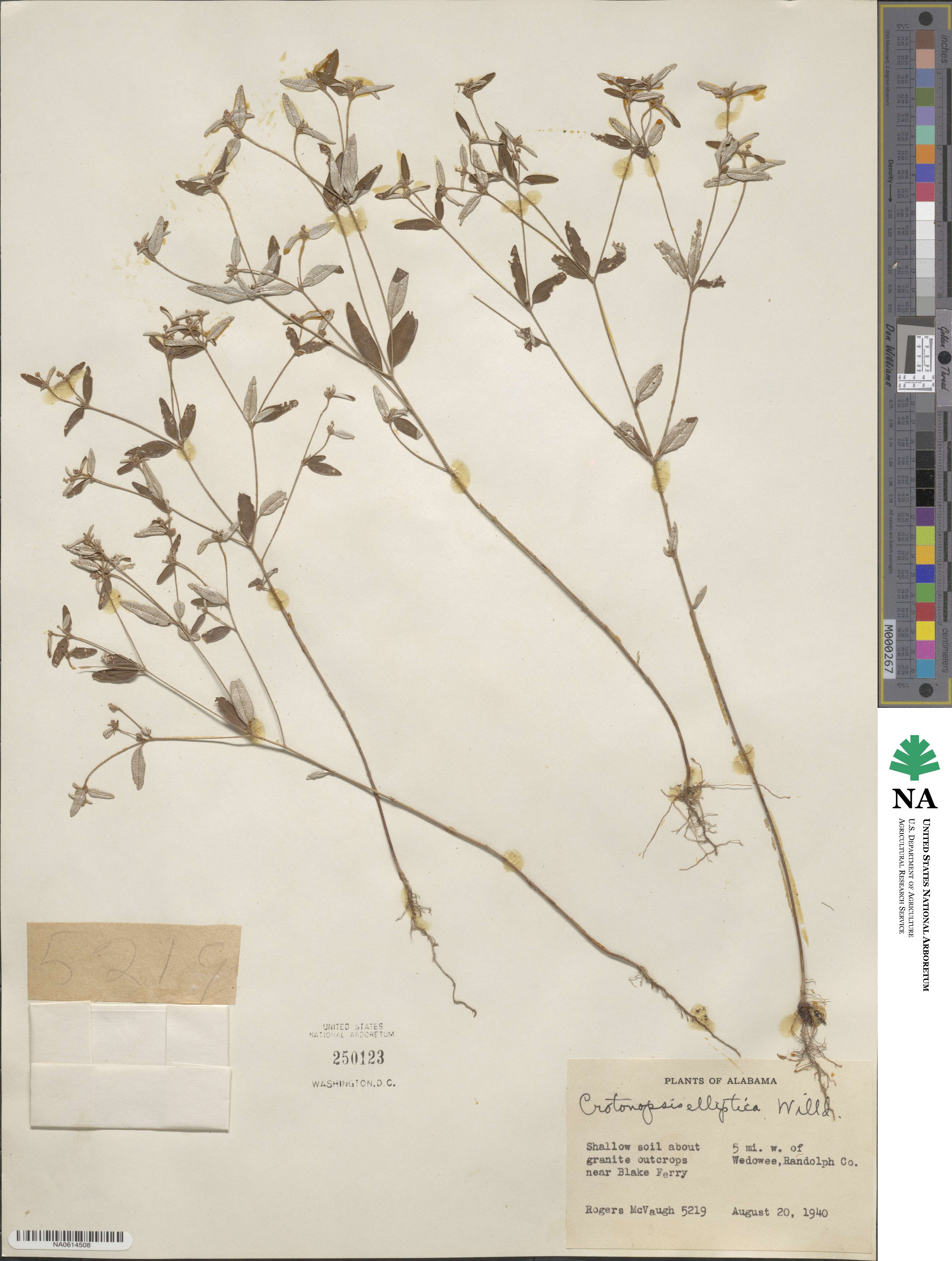 Croton michauxii var. ellipticus image