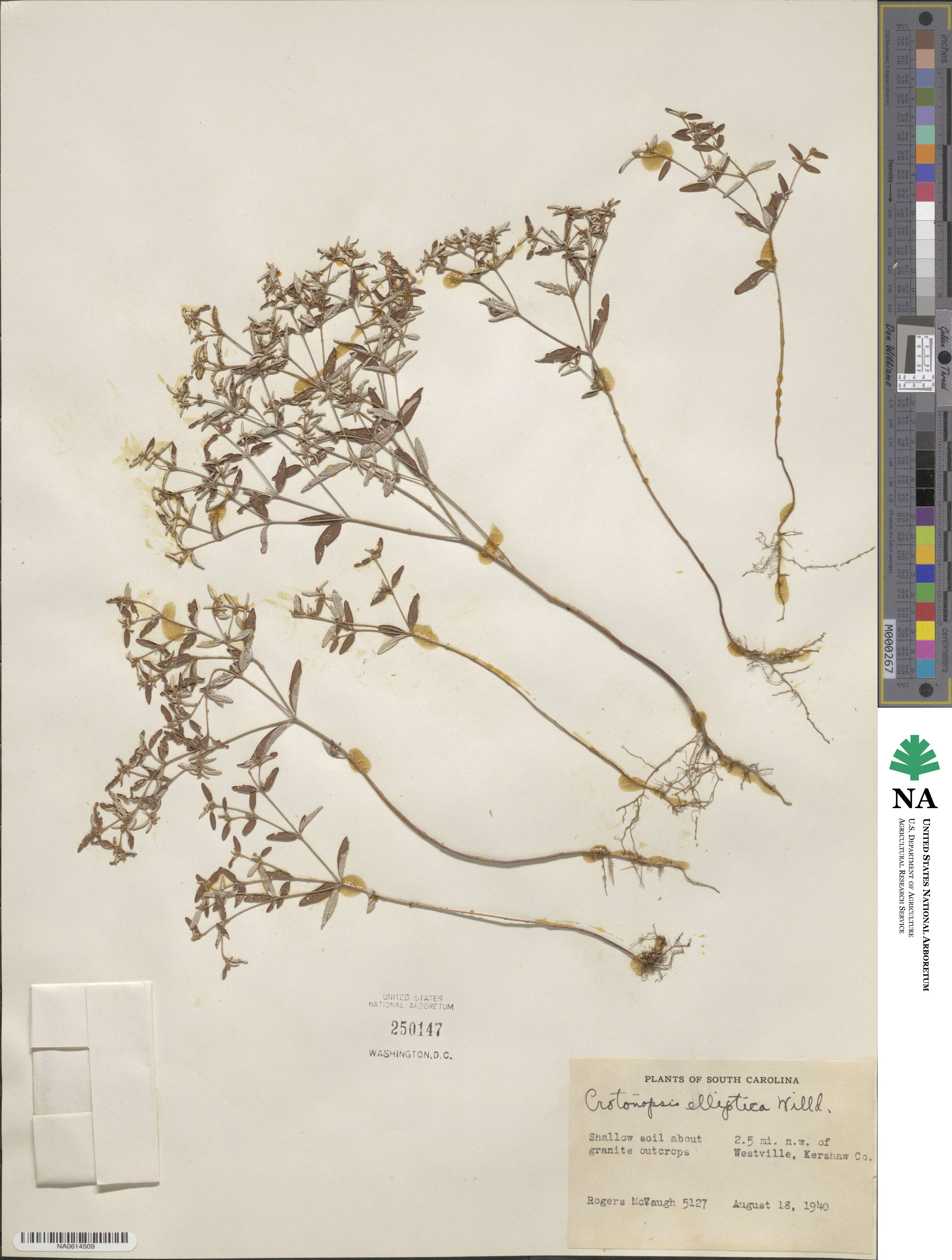 Croton michauxii var. ellipticus image