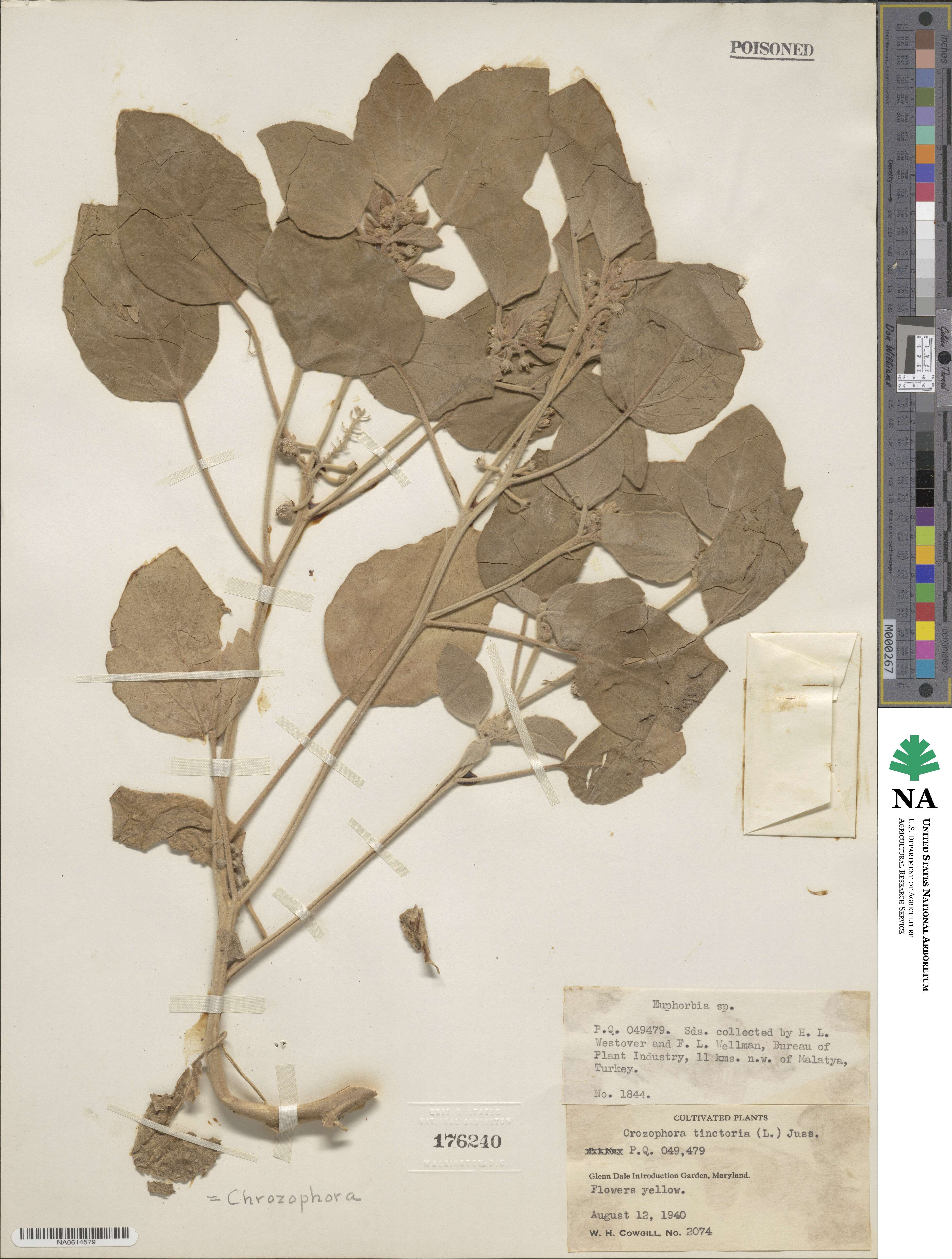 Chrozophora tinctoria image