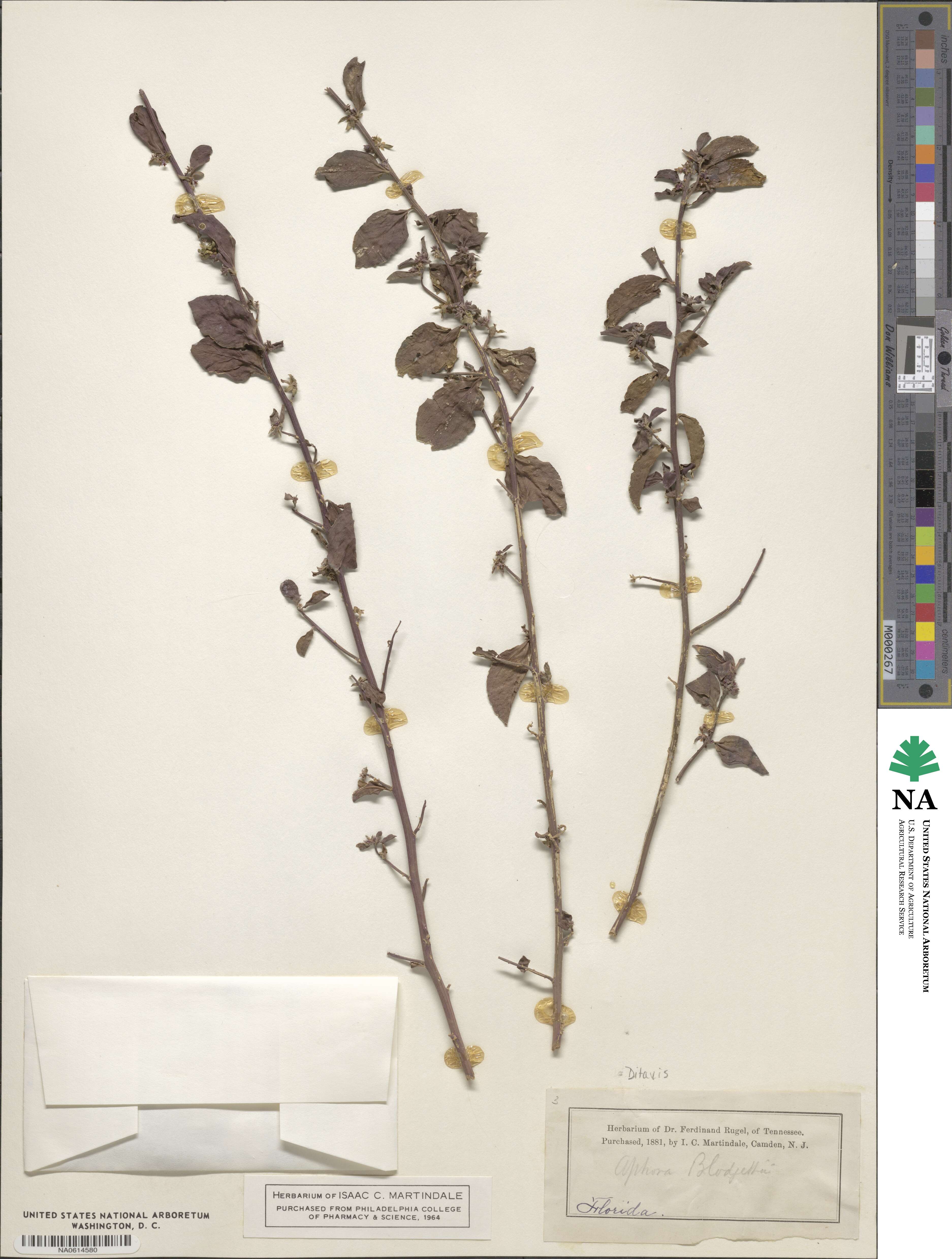 Ditaxis argothamnoides image