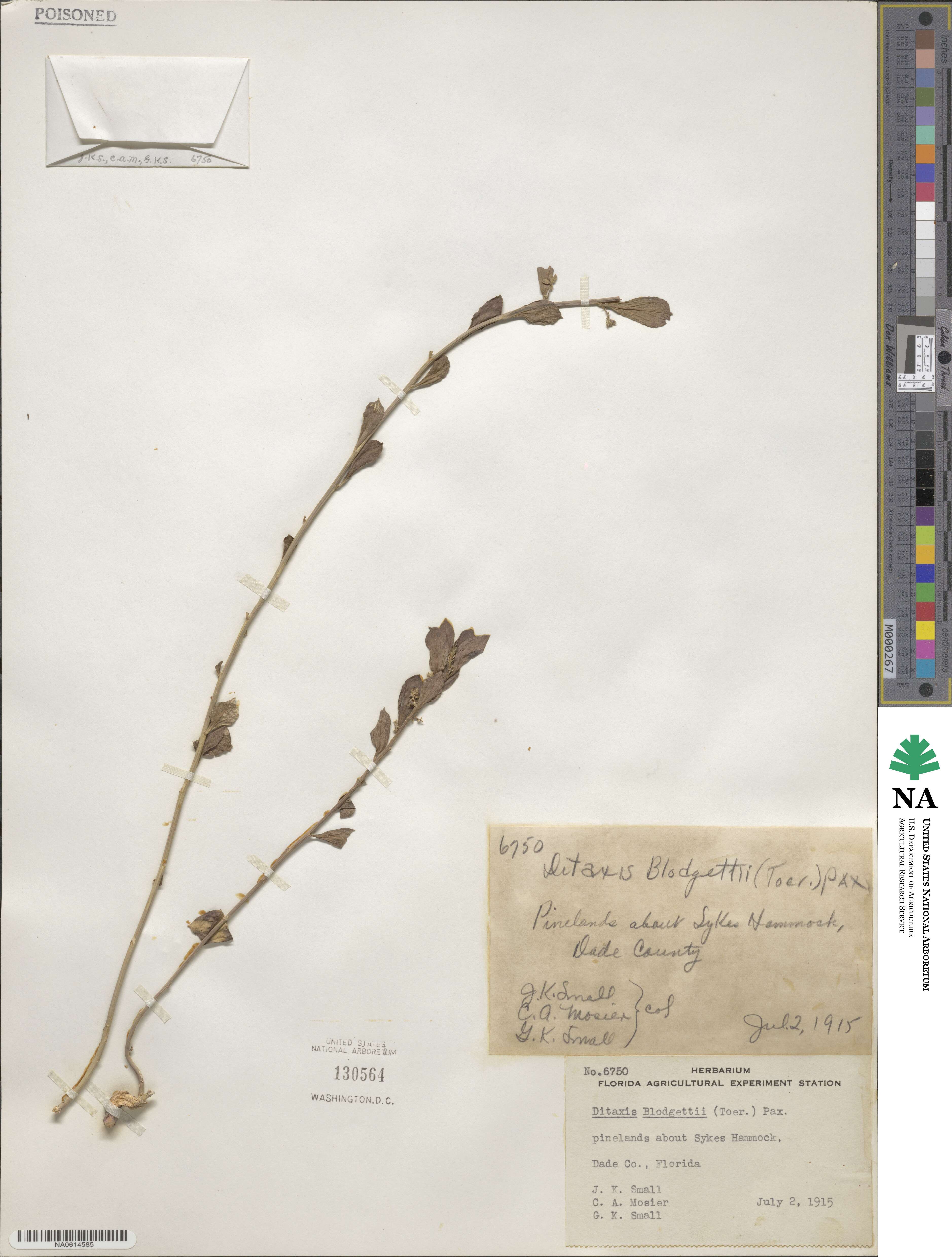 Ditaxis argothamnoides image