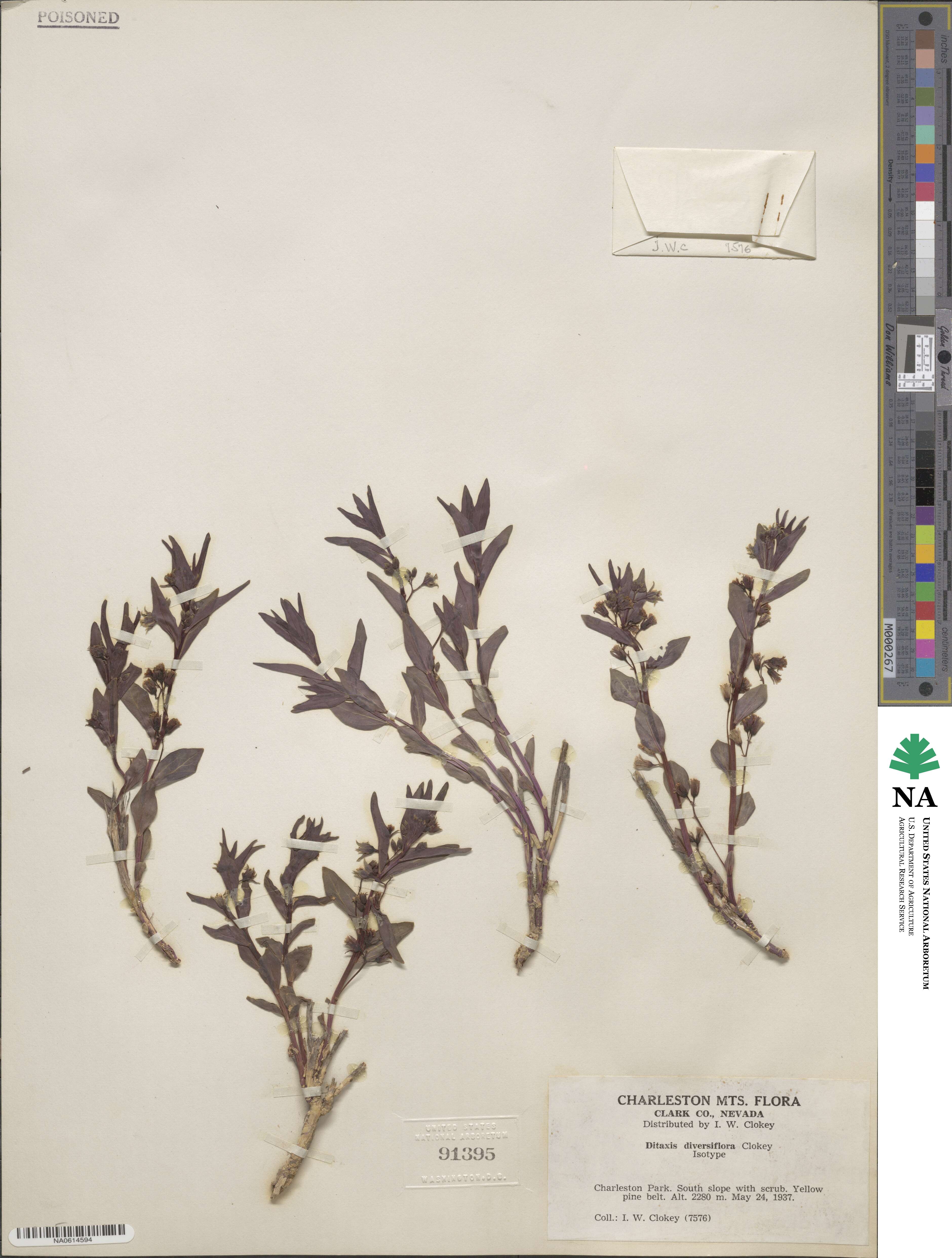 Ditaxis cyanophylla image