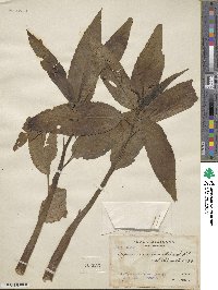 Caperonia castaneifolia image