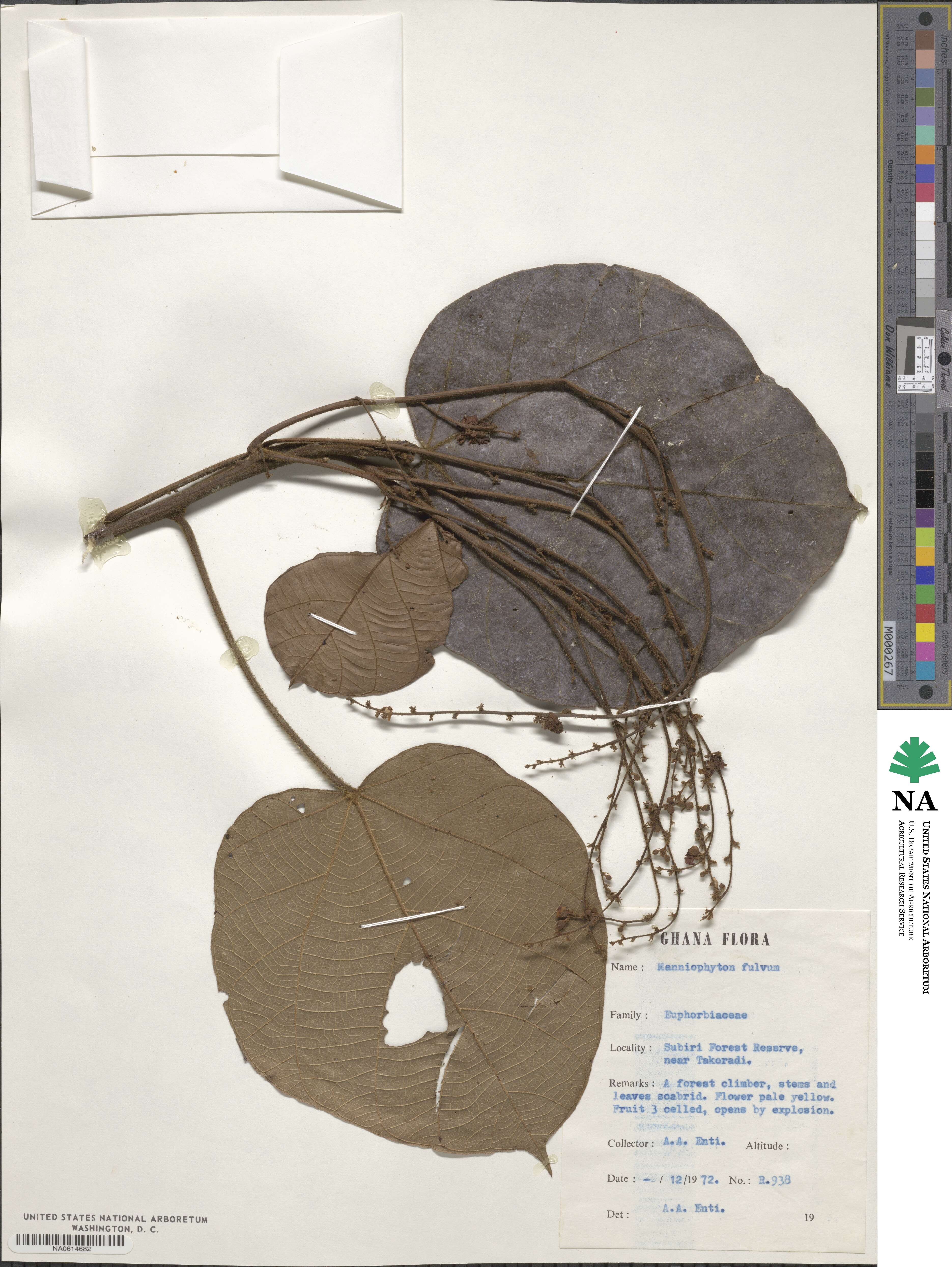 Manniophyton fulvum image