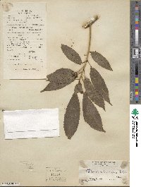 Claoxylon hainanense image