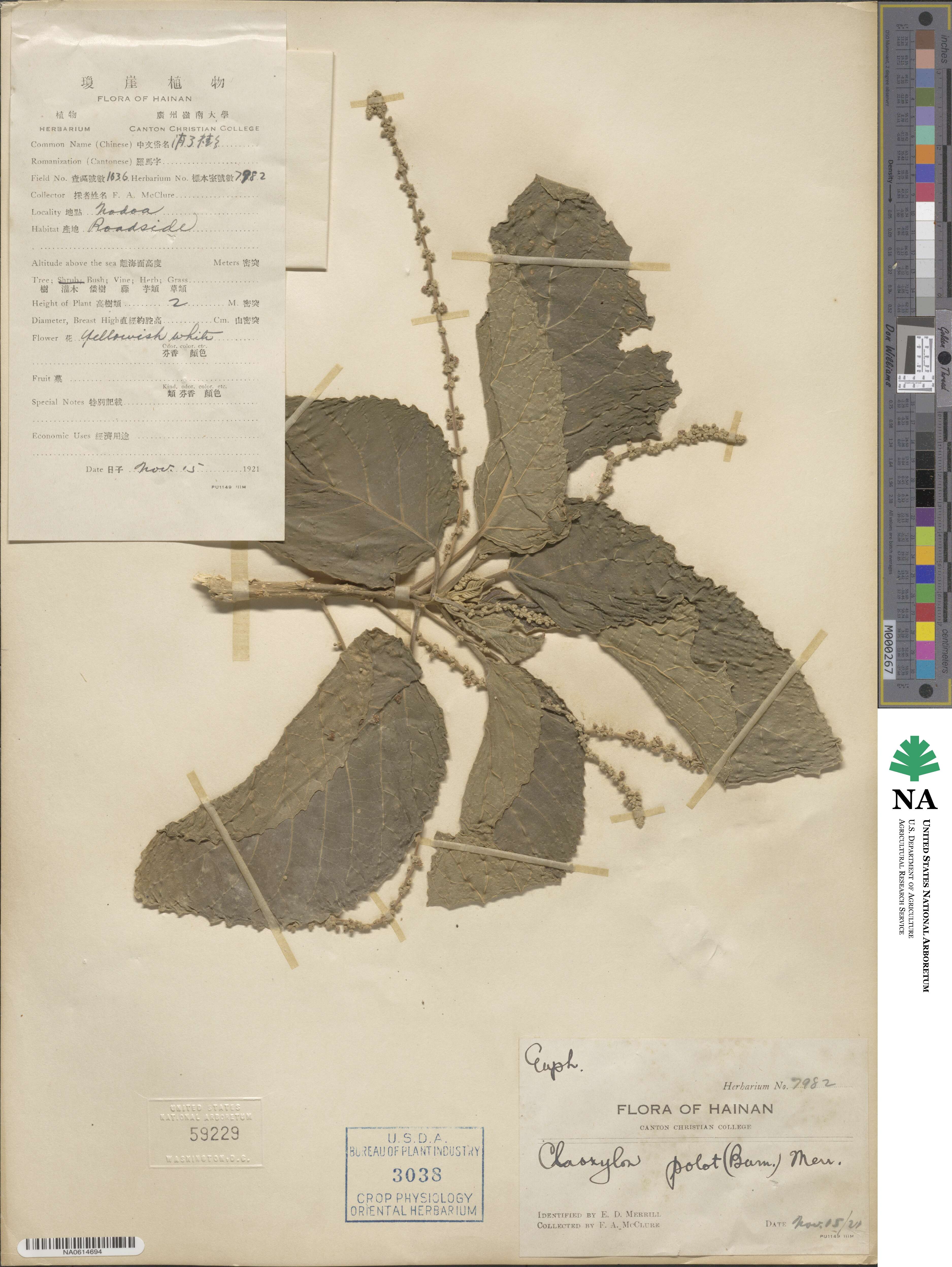 Claoxylon indicum image