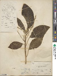 Claoxylon indicum image