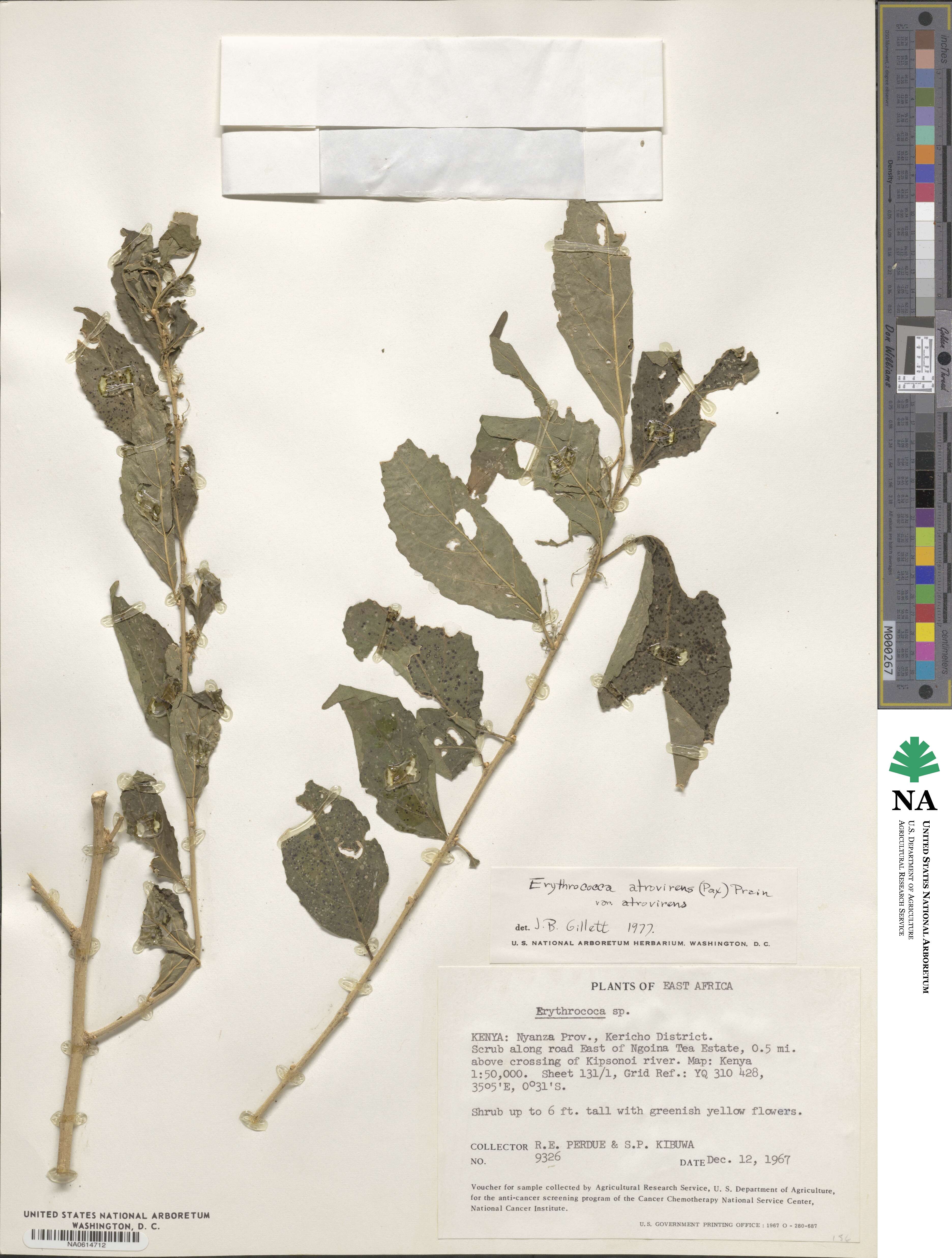 Erythrococca atrovirens image