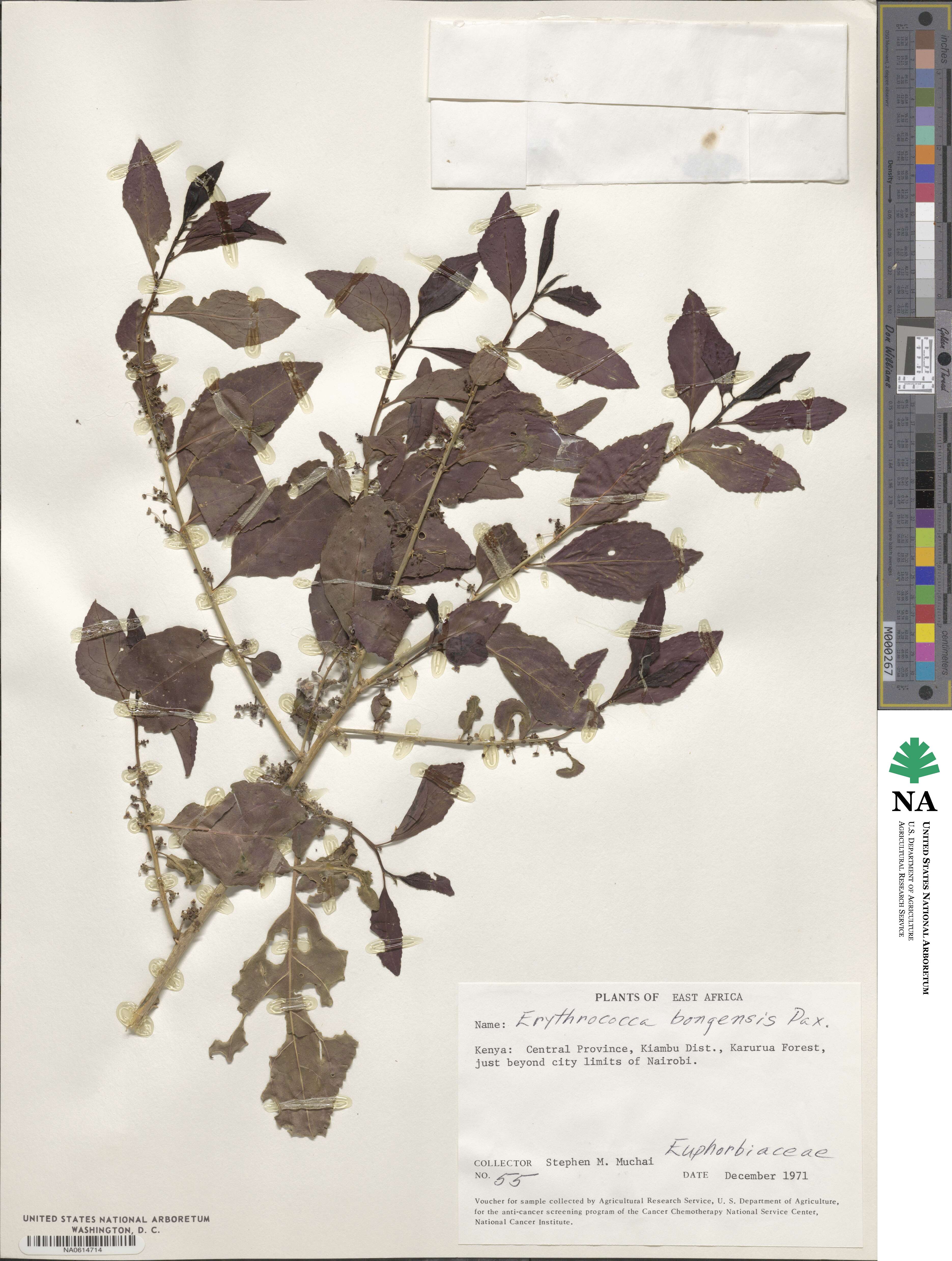 Erythrococca bongensis image