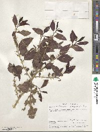 Erythrococca bongensis image