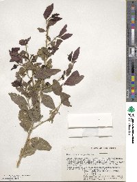 Erythrococca bongensis image