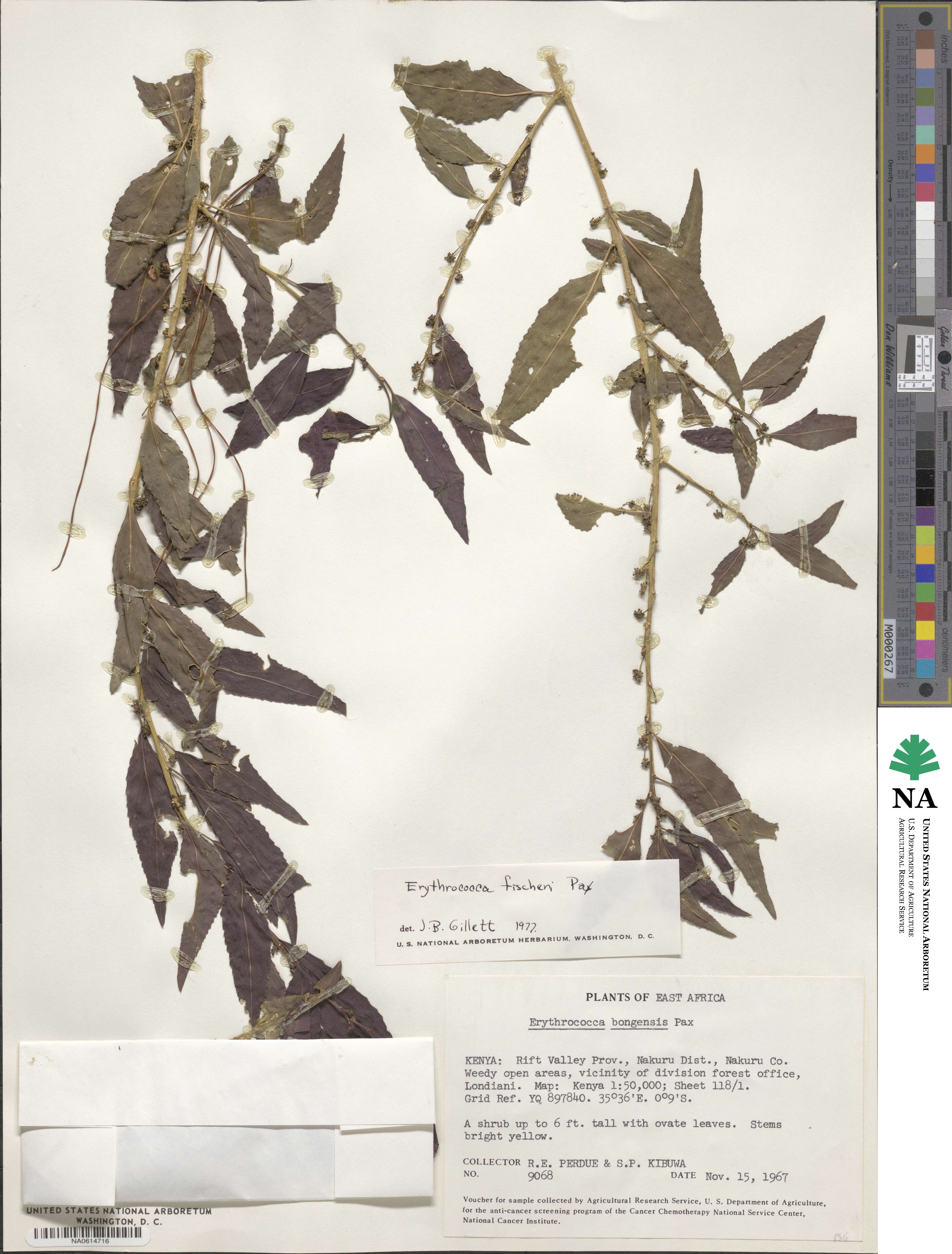 Erythrococca fischeri image