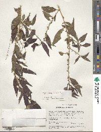 Image of Erythrococca fischeri