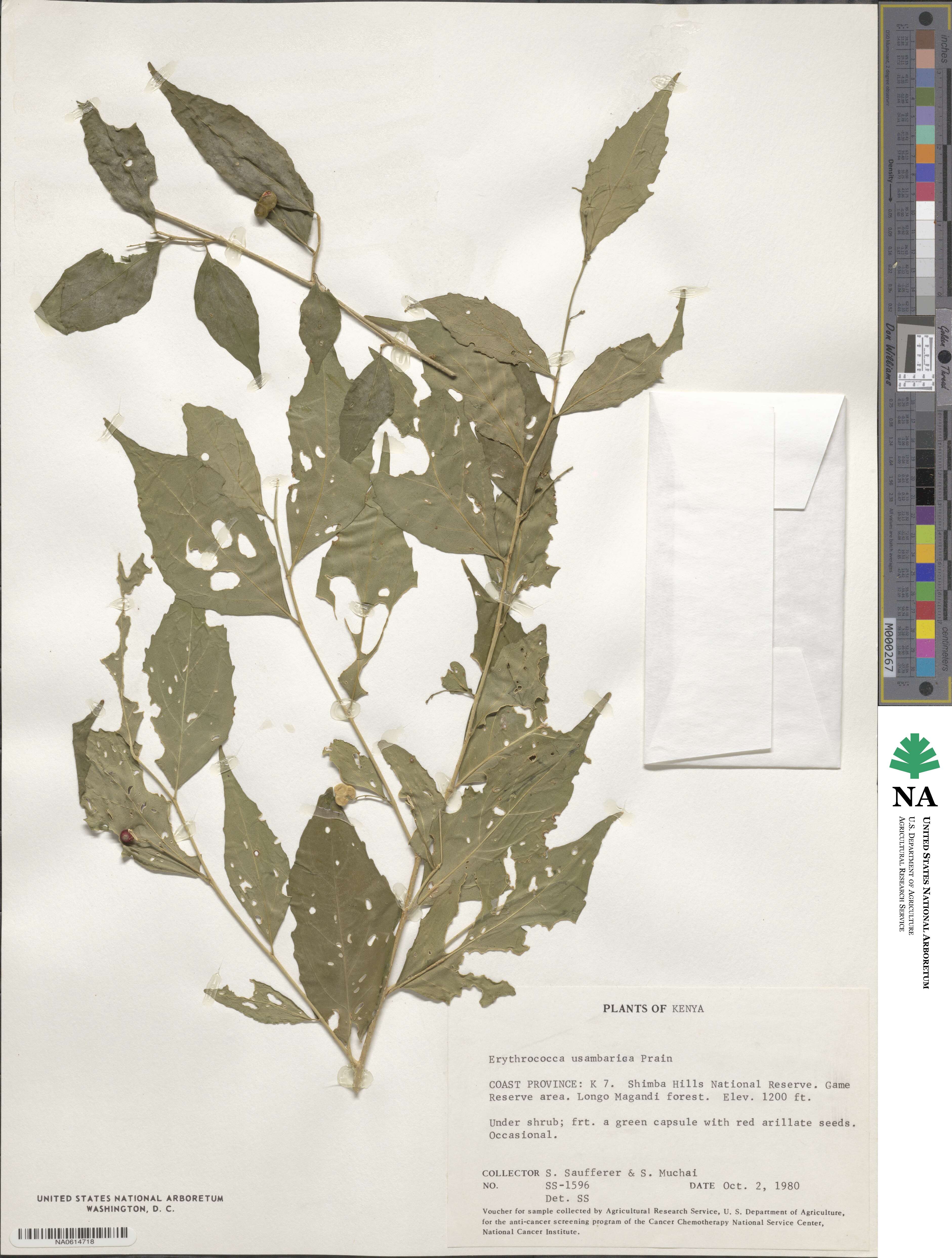 Erythrococca usambarica image
